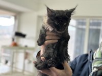 Ankarada ziyarete açık maine coon yavrular