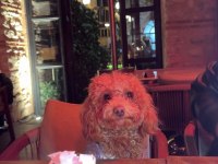 TOY POODLE 1 YAŞINDA