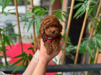 PREMİUM GÖRÜNÜMLÜ TOY POODLE YAVRUMUZ