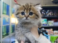 İki aylık british longhair