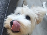 Maltipoo Oğluma Acil Yuva