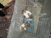 Son üç hamster miniğimiz