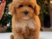 MALTİPOO TEDDY SURAT PARTY COLOUR
