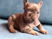 Blue French Bulldog Yavrularımız