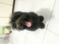 5 aylık çipli parazit ve karma aşıları tam morkie