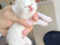 Safkan Şecereli Şampiyon Exotic Shorthair yavrularım