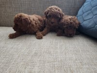 2 ERKEK 3 DİŞİ POODLE