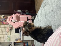 Yorkshire terrier milamız