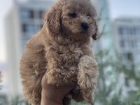 Efsane poodle yavrularım