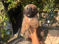 Kafkas çoban köpeği 50 günlük