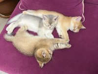 minik british shorthair yavrularım sahiplendirilecektir