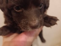 Terrier yavrularımıza acil yuva aranıyor