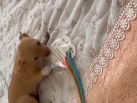 Son 3 chihuahua yavrum