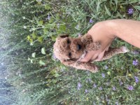 Toy poodle yavrularımız için ulaşın