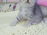 Safkan dik ve düşük kulak yavru kediler Catteryden