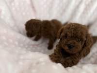 KORE POODLE TEACUP