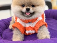Sağlık ve ırk garantili Pomeranian Boo