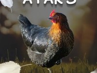 ATAK-S Cinsi Tavuk