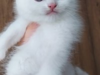 Scottish fold sağlıklı