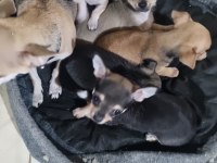 Yavru chihuahua köpeklerinin sahiplendirmek
