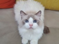 FULL ŞECERELİ SEAL VE BLUE BICOLOR RAGDOLL YAVRULARI