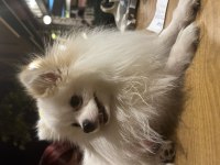 2 yaş pomeranian kırma