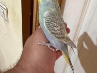 31 GÜNLÜK ÇEKOSLOVAK BEBEK MUHABBET KUŞU