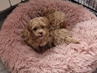 Sizi kendine aşık edecek bir maltipoo arkadaş arıyorsunuz