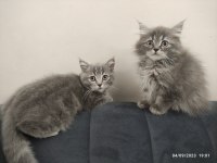 2.5 AYLIK SCOTTİSH STRAIGHT KEDİ SAHİPLENDİRİLECEK