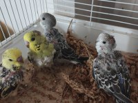 Yerli Muhabbet Kuşu Bebekler Yeni Yeme Düştüler