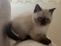 British shorthair bluepoint 3 aylık yavrular