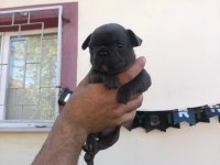 French buldog bebeklerimi yeni yuvalarını arıyor