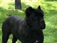 CANE CORSO BRİNDLE