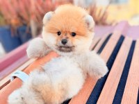 İzmirin Pomeranian Boo Köpeği