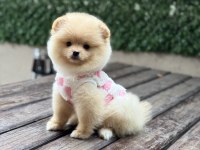 ORJİNAL POMERANİAN