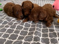 Poodle tea cup dark brown yavrular