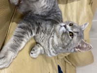 British shorthair tam bir tatlılık