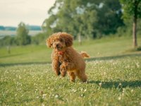 ÜCRETSİZ SAHİPLENDİRME TOY POODLE YAVRULARI