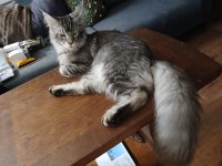 Üst Kaliteli Erkek Silver Renk Uygun Maine Coon