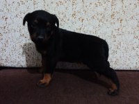 Yavru Rottweiler 2 Aylık Erkek