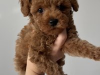 Irk Kilo ve Sağlık Garantili Poodle Yavrular