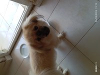 PEKİNEZ 8 AYLIK ÇİPİ VAR OYUNCU VE ÇOK SEVİMLİ