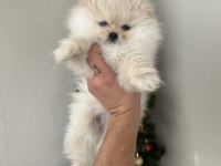 Pomeranian yavrum