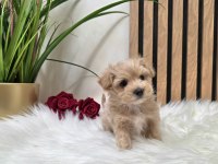 Maltipoo Aşılı Pasaportlu Yavrularımız 