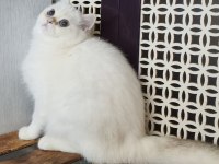 British shorthair ny 12 33 erkek