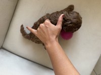 En küçük boy, gerçek red brown renginde poodle