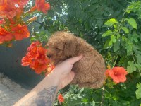 2 aylık toy poodle yavruları