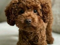 Toy poodle