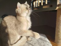 British shorthair şecereli dişi kedimiz