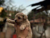 A kalite sıfır numara maltipoo yavrumuz